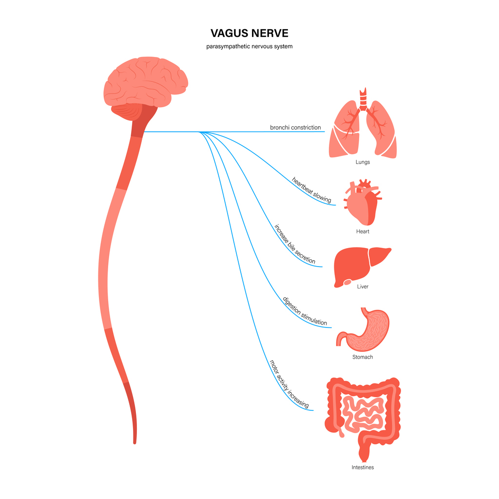 Diagram showing the vagus nerve's connection to the body-lungs, heart, liver, stomach, gut